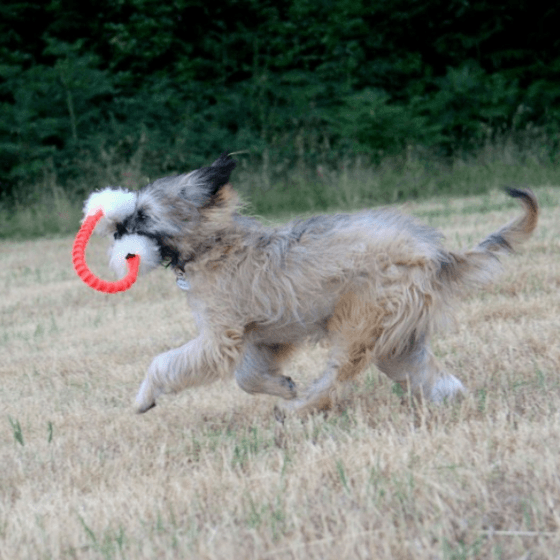 3 Reasons the Sheepskin Bungee Ring is An Awesome Choice