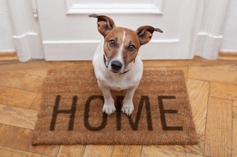 4 steps to stop your dog barking at the doorbell