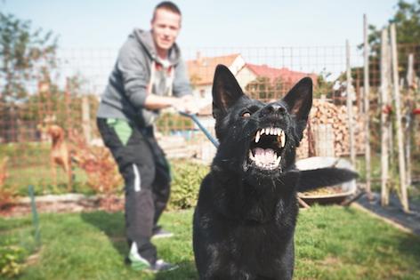 3 Reasons Dogs Get Aggressive (And What You Can Do About It)