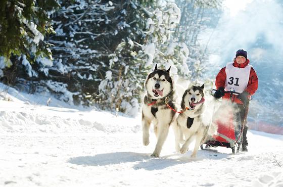 Everything You Need to Know About Sled Dog Rallies