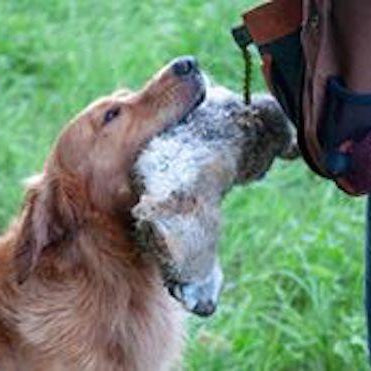 Should Gundogs Play Tug? The Experts Weigh In...