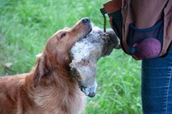 Should Gundogs Play Tug? The Experts Weigh In...