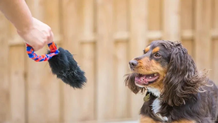Spaniel looking at sheepskin tug toy pocket-sized