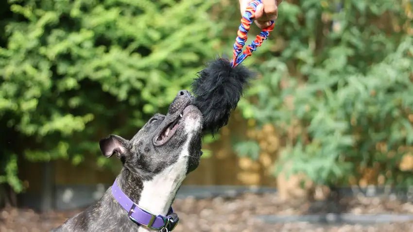 Staffie with Tug Toy in its Mouth