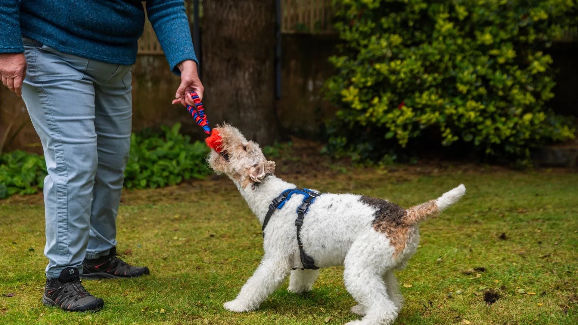 Terrier Playing with Tug Toy outside