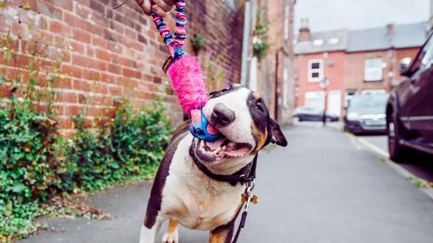 English Bull Terrier playing with a pink ball toy on the pavement