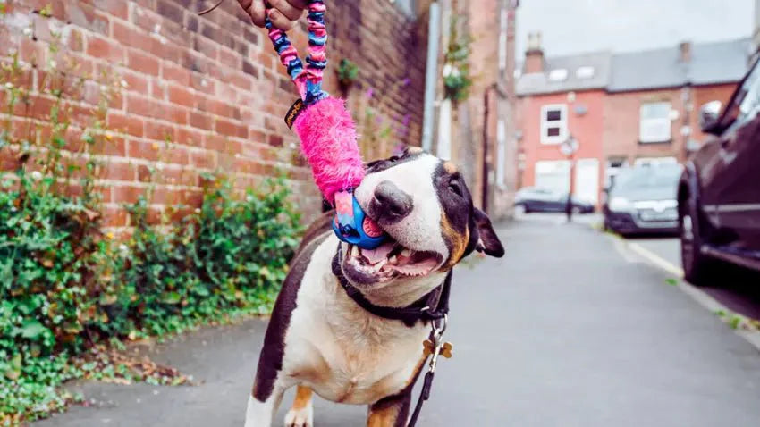 English Bull Terrier playing with a pink ball toy on the pavement