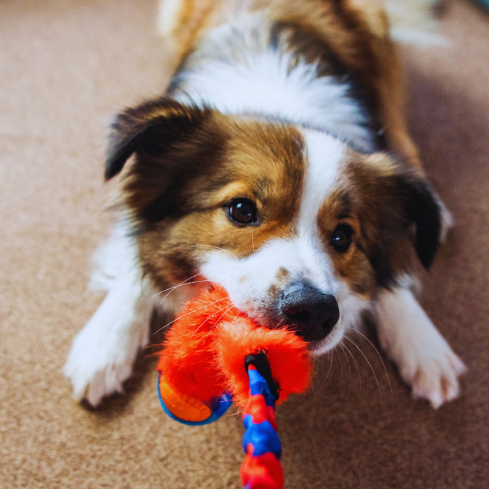 6 boredom-busting activities for dogs when it’s too hot for walkies