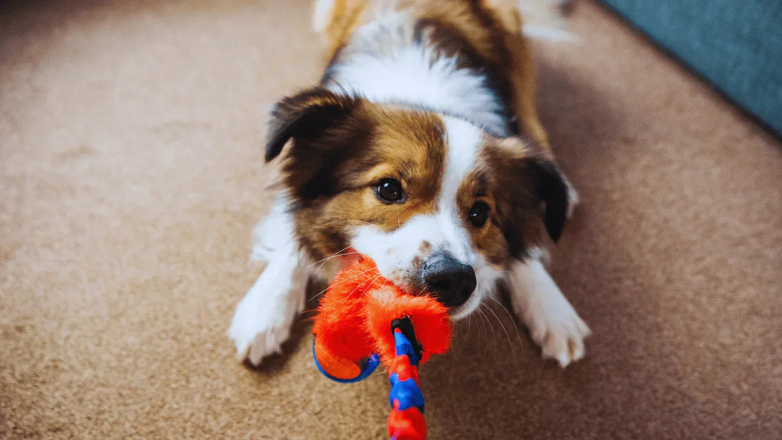 brown and white dog playing tug with an orange and blue tug toy with a ball on the end