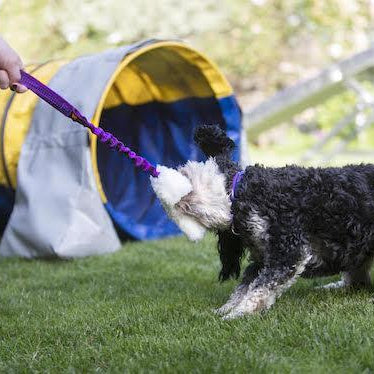 Our Top Toy Picks: The Best Toys For Doodles 🐩🐕