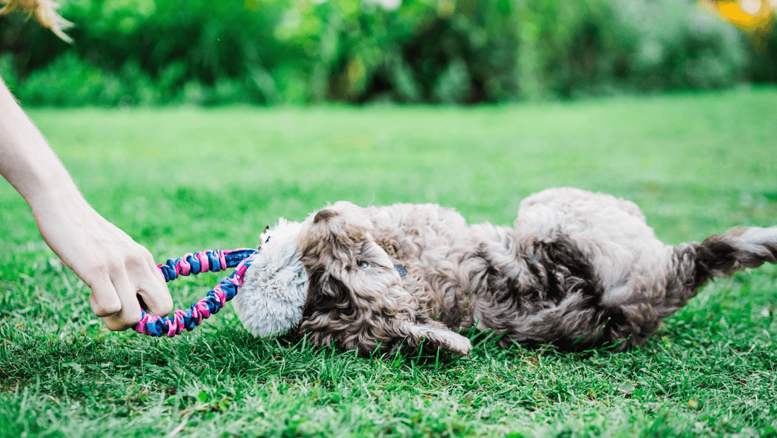 Why Your Puppy Loves To Play (And How It Can Boost Your Training)