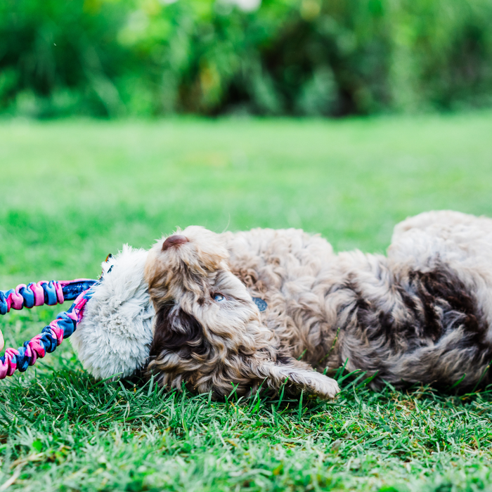 Why Your Puppy Loves To Play (And How It Can Boost Your Training)