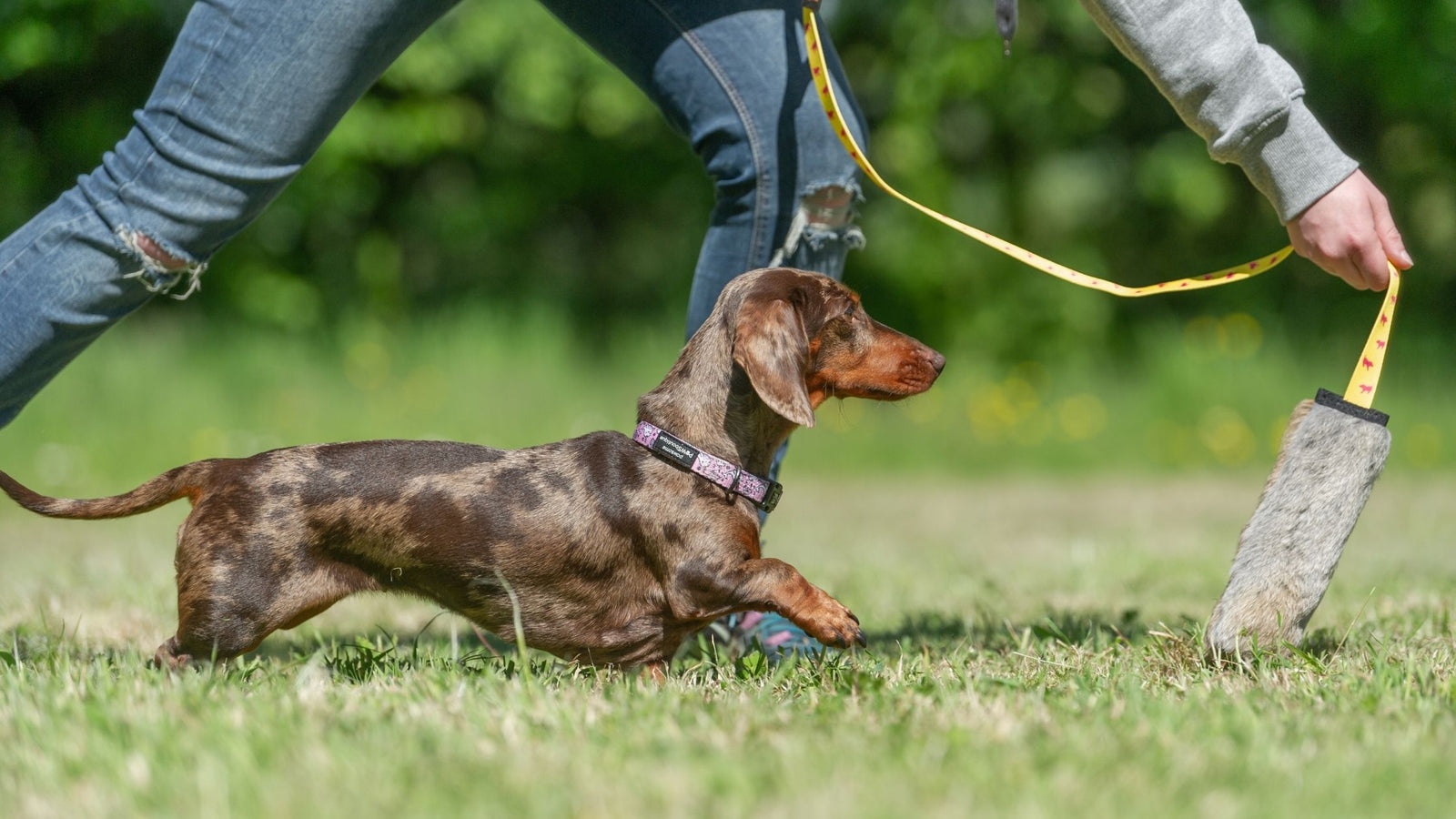 Best Small Dog Toys