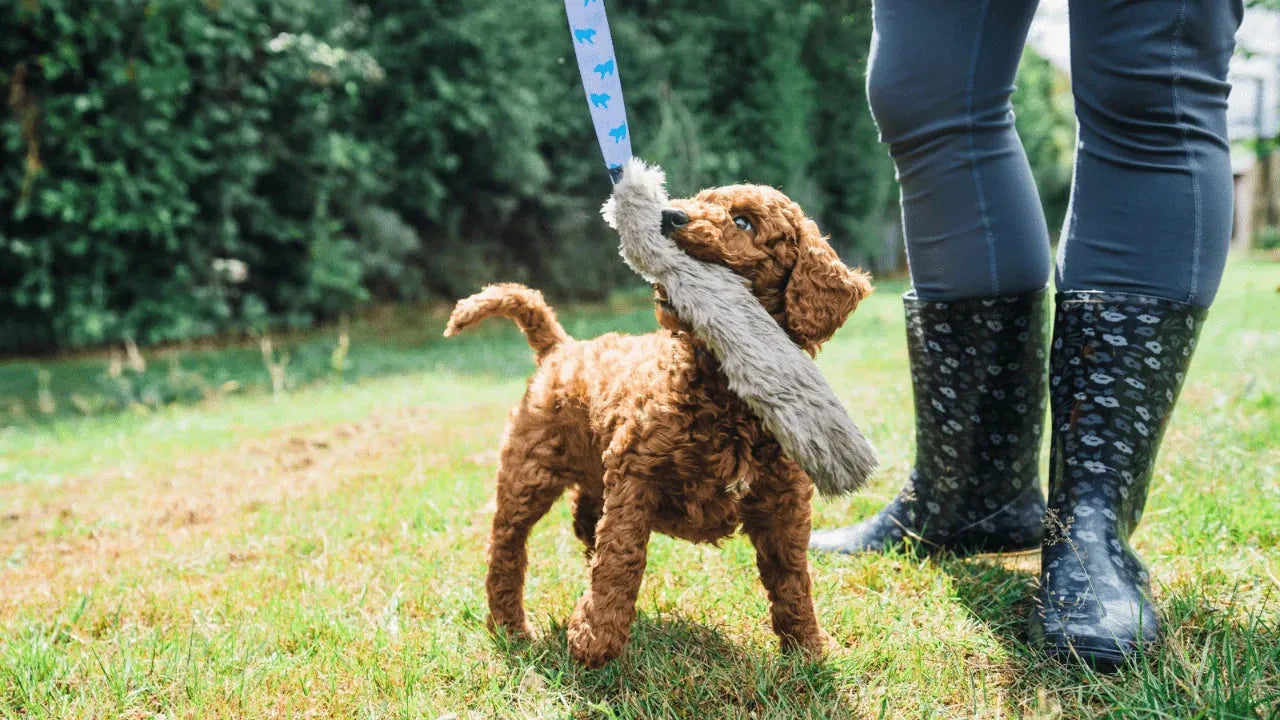 Puppy playing with long chaser tug toy