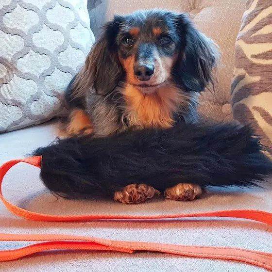 Dachshund on sofa with long chaser tug toy