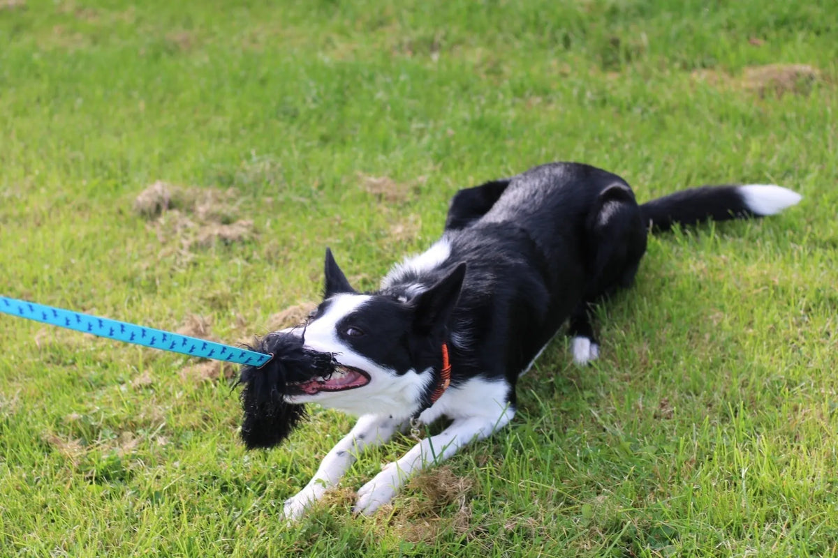 Collie dog with blue sheepskin chaser tug in its mouth playing on grass