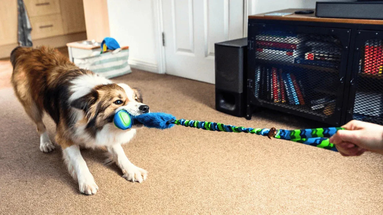 Dog playing tug inside on carpet with a green fauxtastic powerball bungee tug.