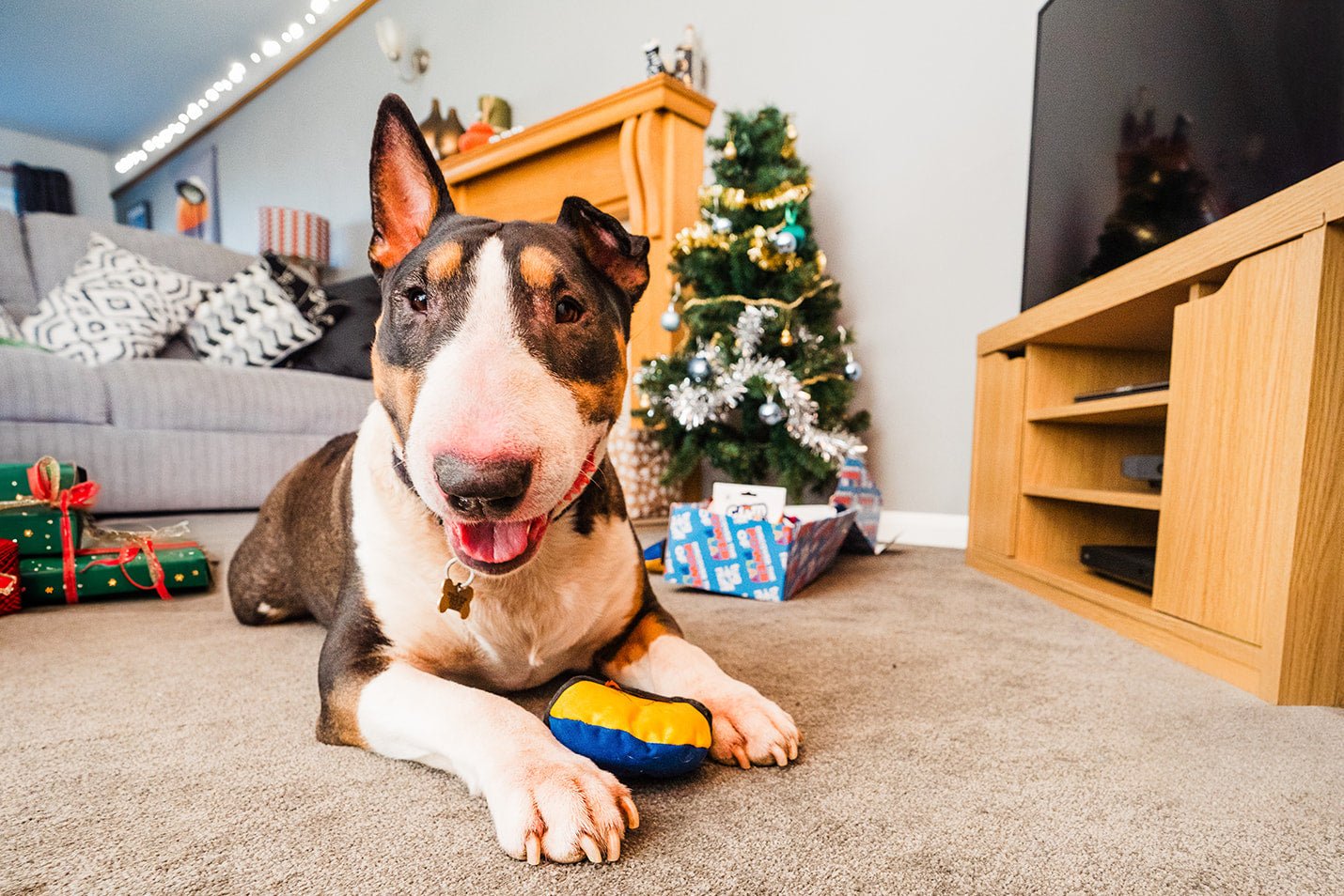 Christmas Gifts for Dogs