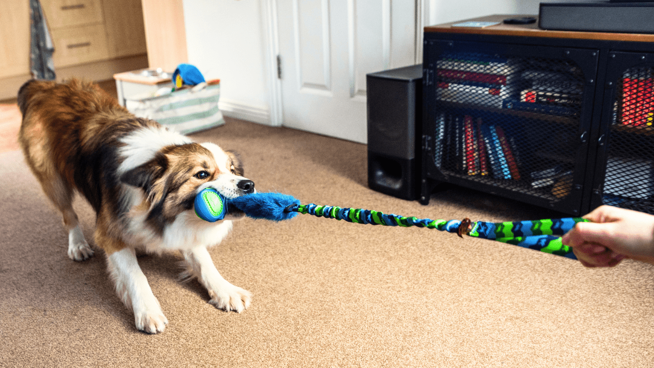 Bored Dog Toys