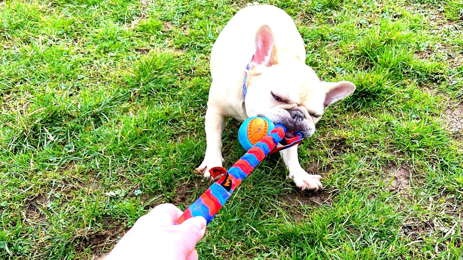 Frenchie playing with blue and orange powerball tug toy.