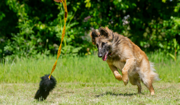 Gifts for German Shepherds