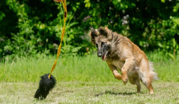 German Shepherd chasing a yellow sheepskin chaser tug 