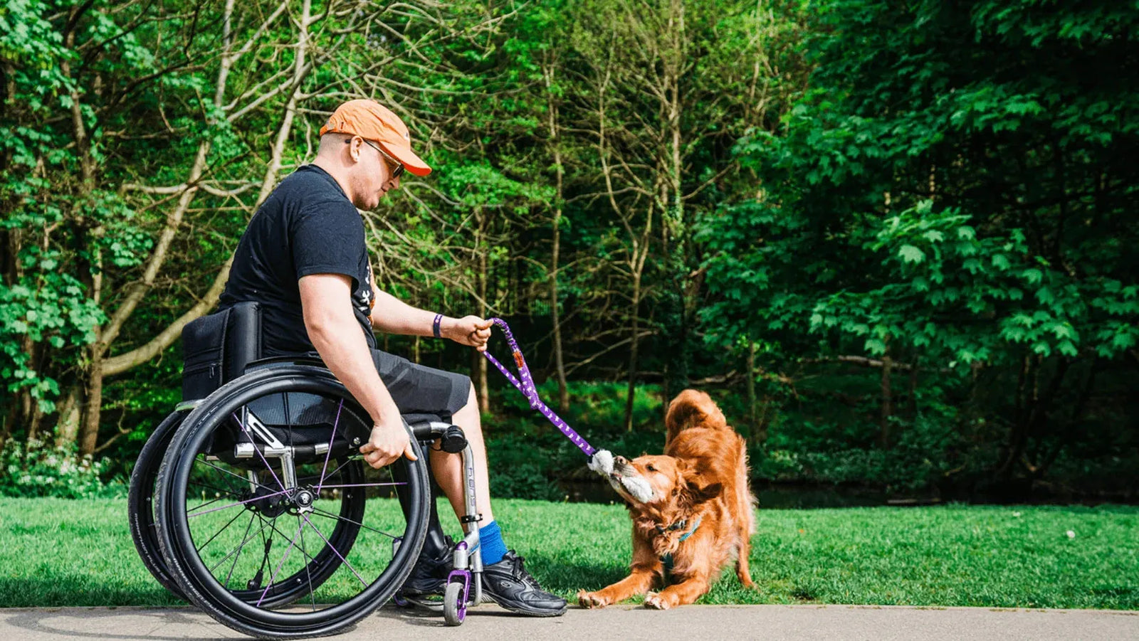 Wheelchair user playing tug with Golden Retriever outside
