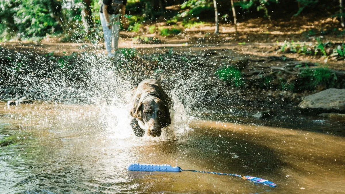 Labrador jumping into river retrieving BOB floating tug toy.