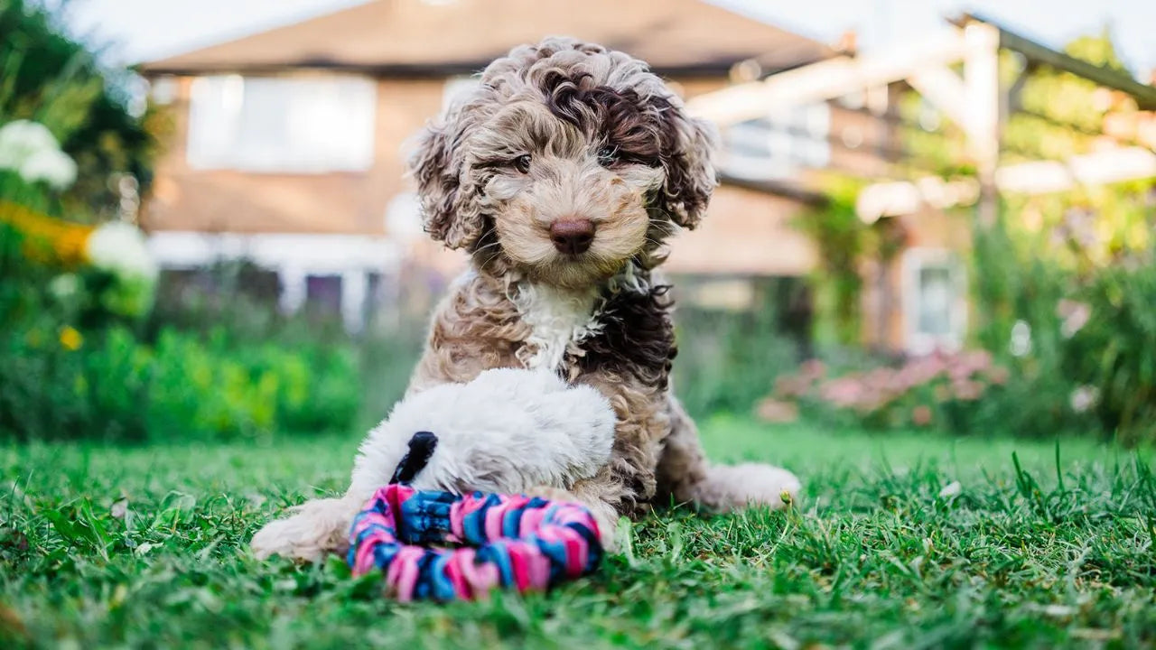 Puppy playing with a Tug-E-Nuff pocket squeaker tug outside on grass.