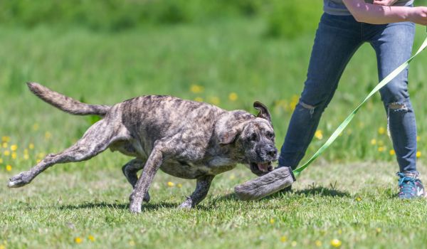Rabbit Fur Toys - Tug-E-Nuff