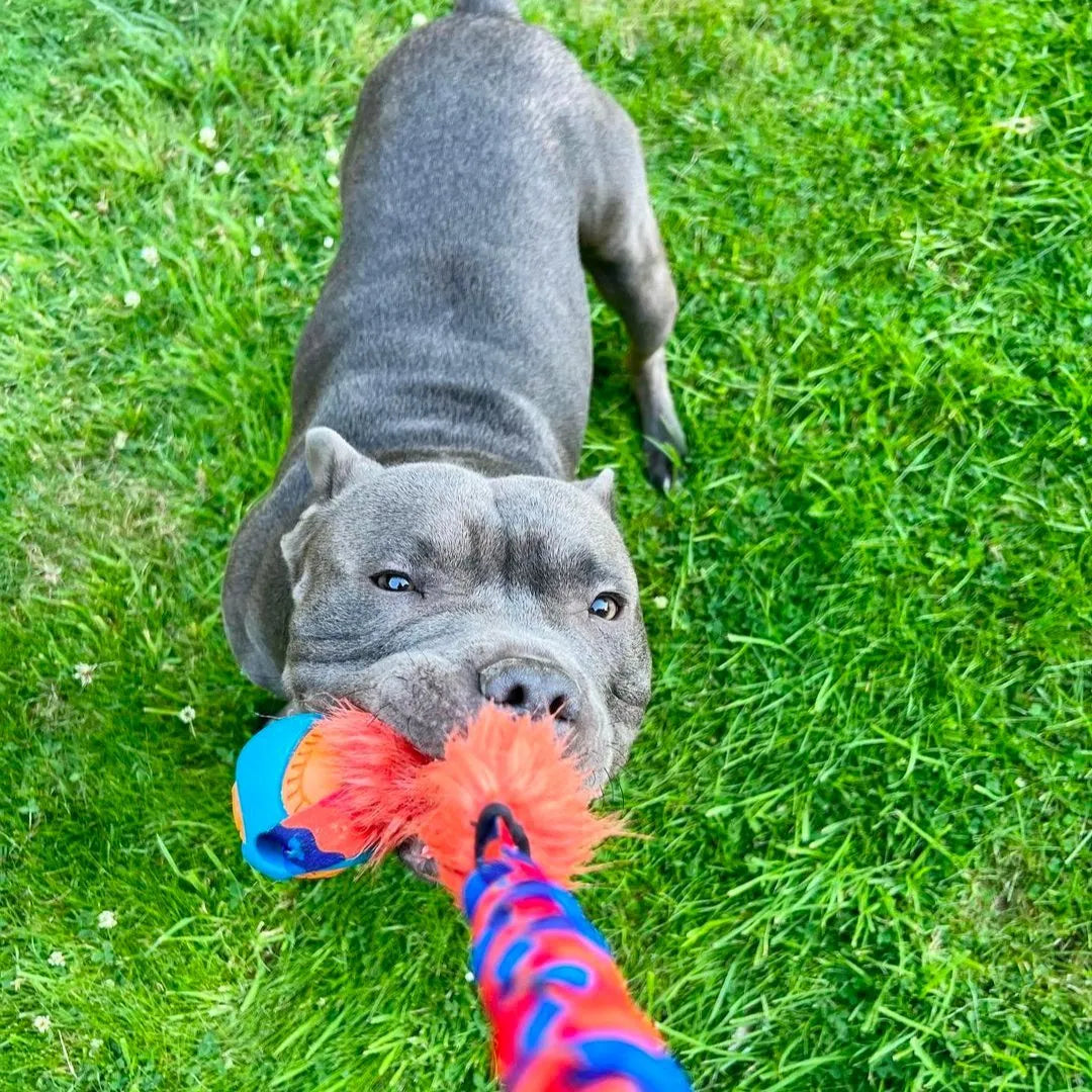 Staffie playing on grass with Orange & Blue Fauxtastic PowerBall Bungee Tug