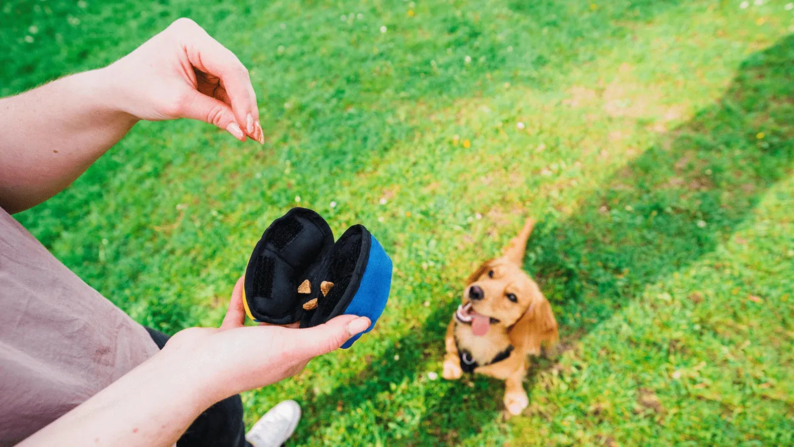 Dog sitting on grass waiting to play with Tug-E-Nuff food toy.  The Clam.