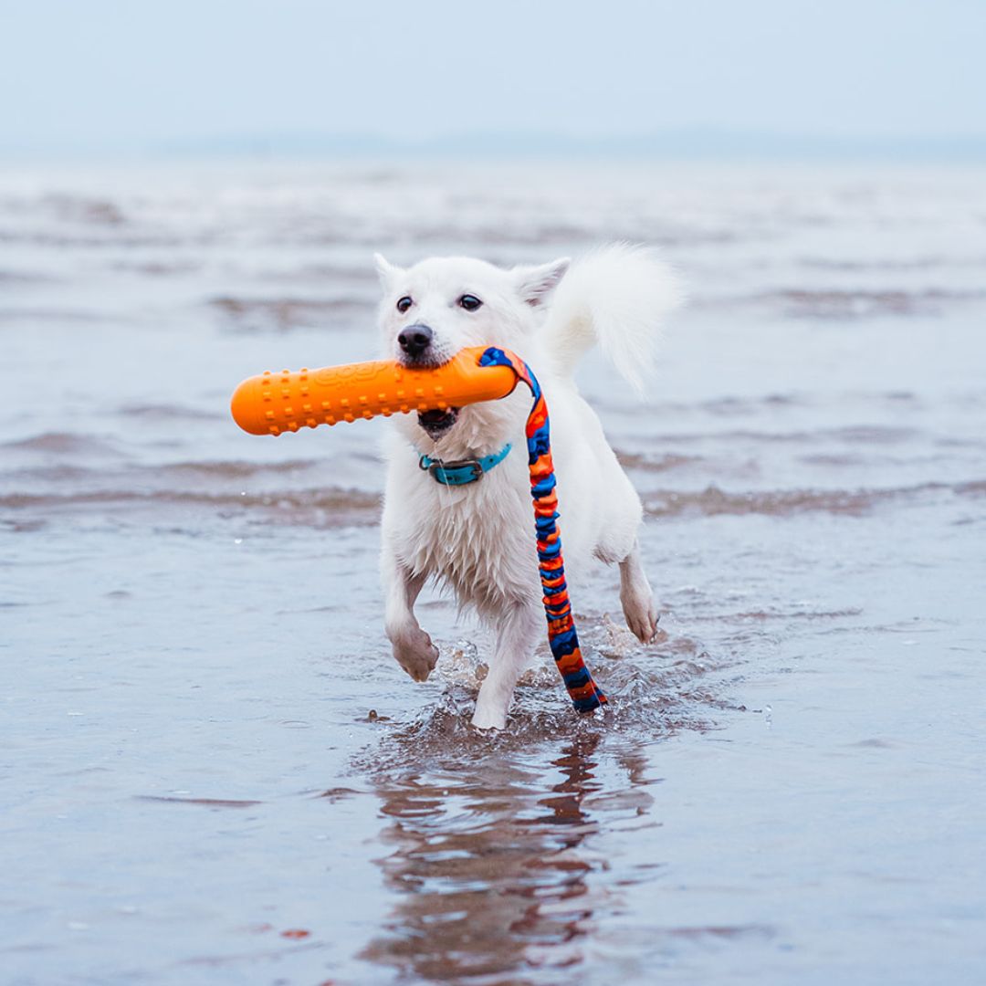 Bob White Spitz Mix Dog with BOB: The 3-in-1 Dog Dummy on the beach with waves in the background.