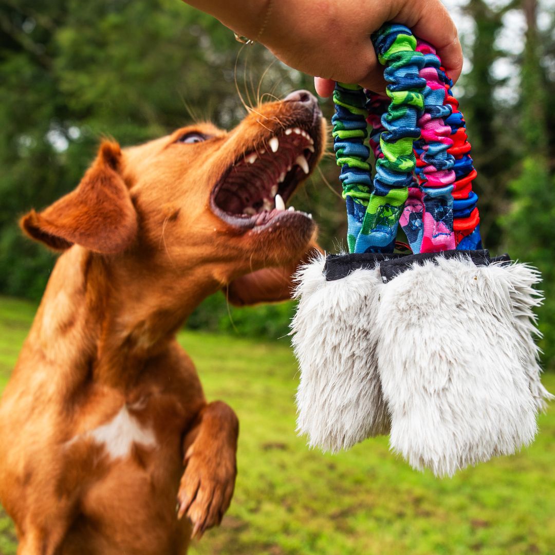 Dog Playing with Faux Fur Pocket Bungee Squeaker