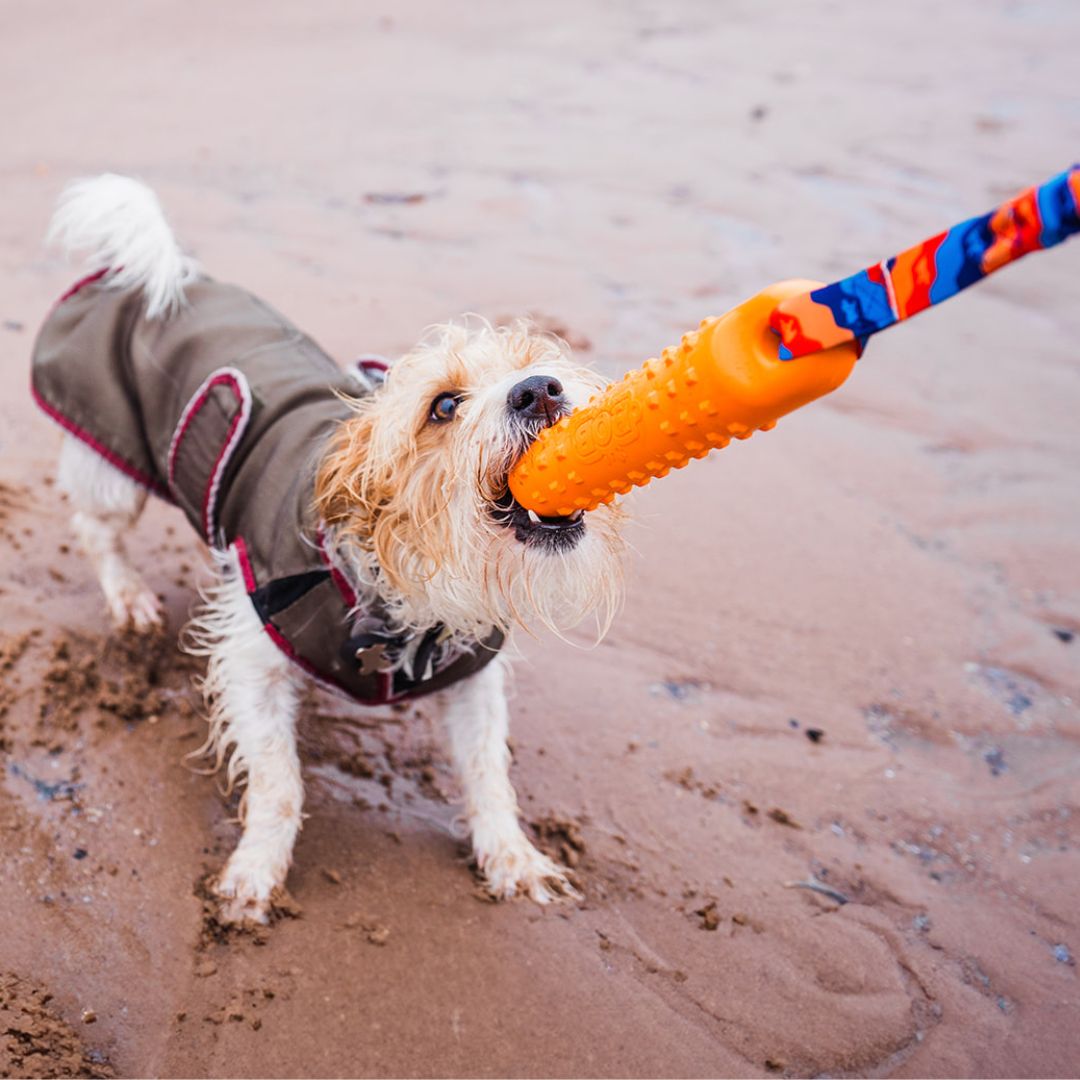 Small dog tugging BOB: The 3-in-1 Dog Dummy on the beach - Tug-E-Nuff