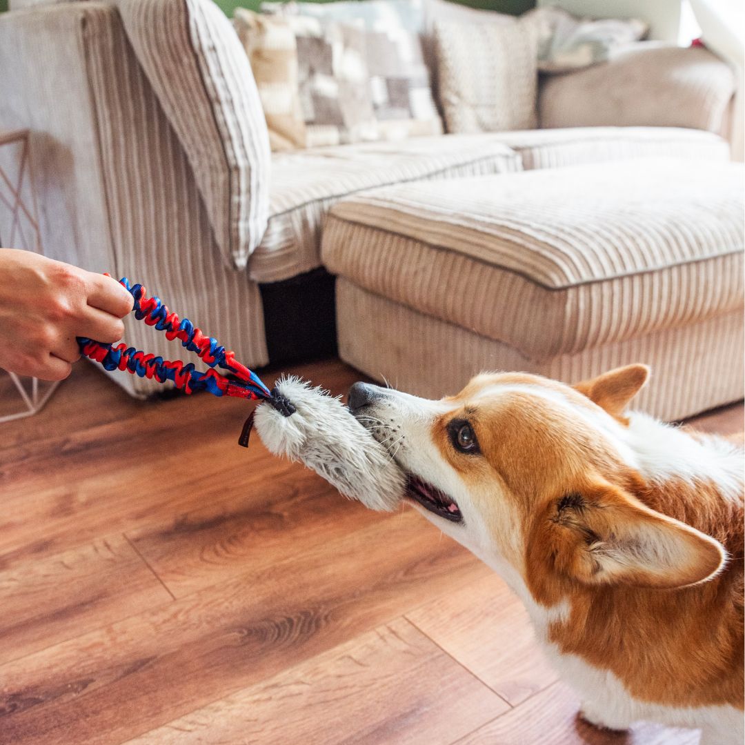 Corgi Tugging with Faux Fur Pocket Bungee Squeaker