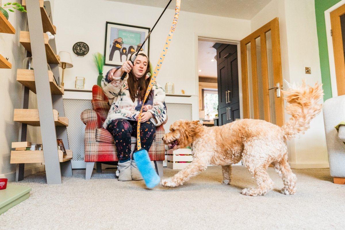 Dog playing with Whip It Squeaky flirt pole inside.