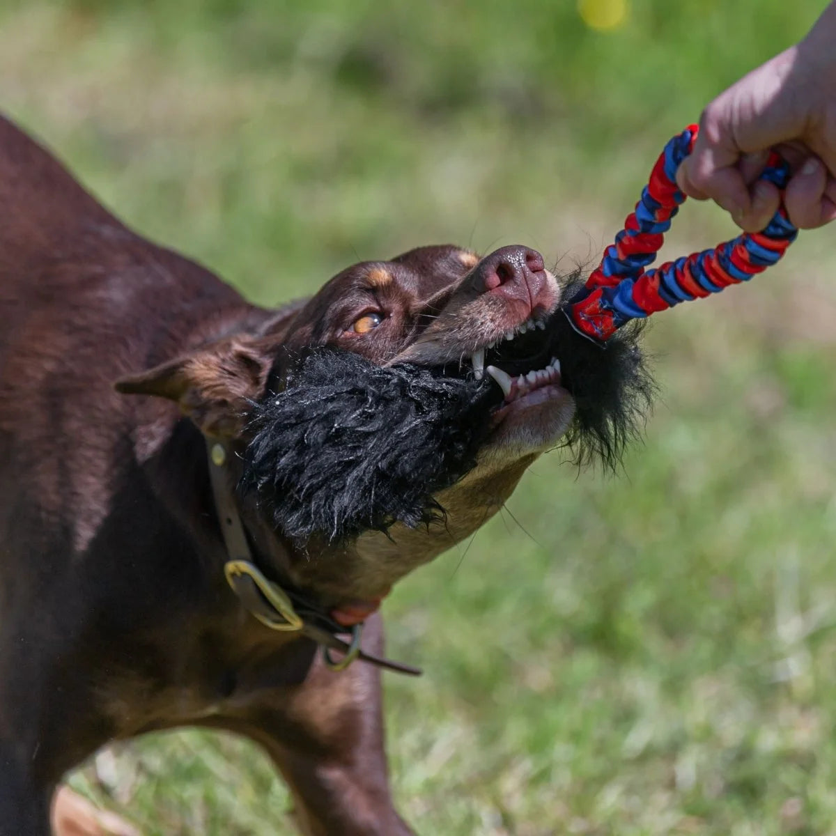 Dog playing with a pocket sheepskin tug toy held by a person outdoors