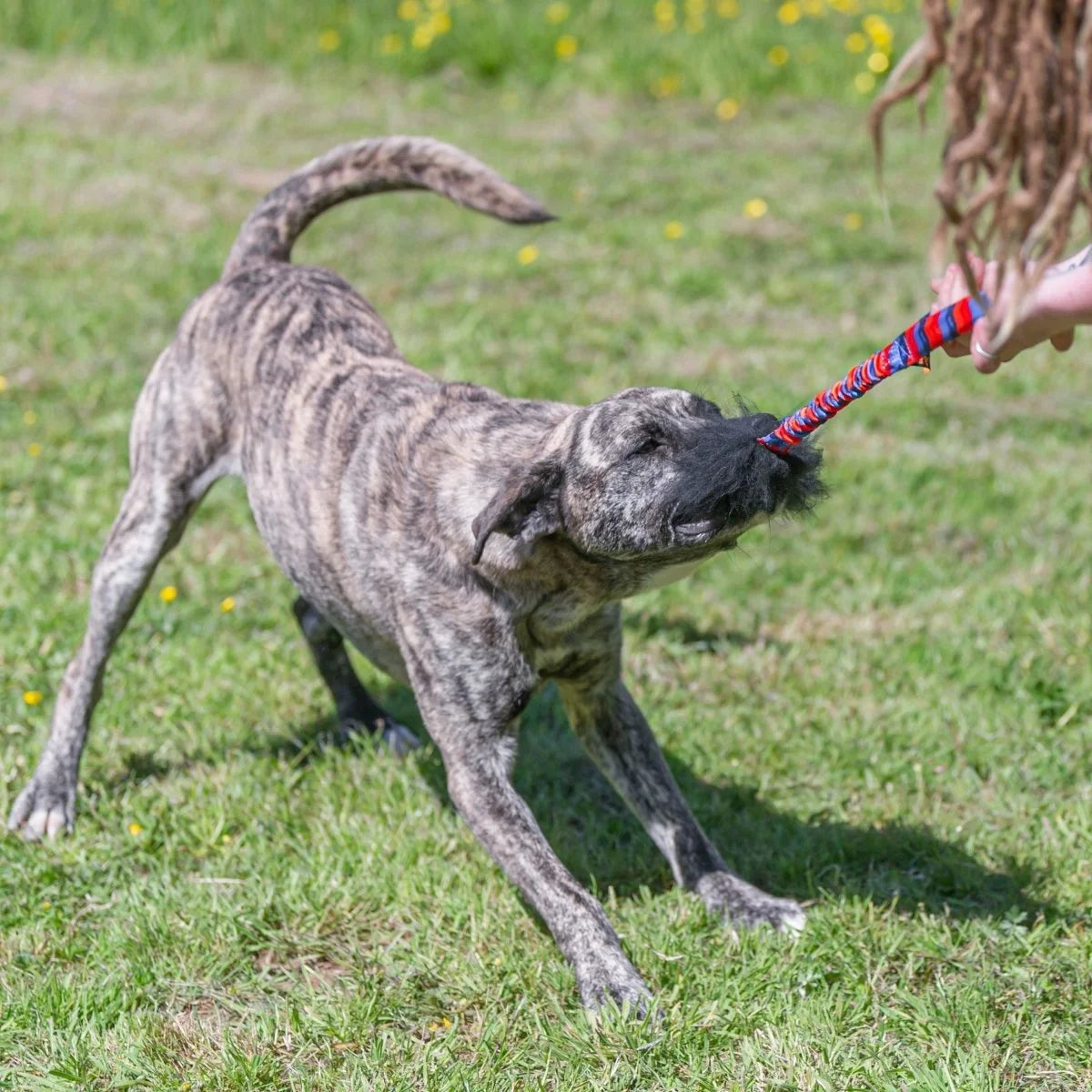 Dog playing with a Wondabaa Tug toy on a grassy field