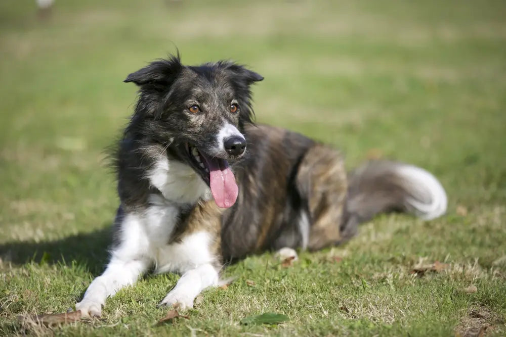 A Collie named Indy,  resting on grass.