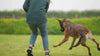 Tug-E-Nuff Dogs Playing Tug