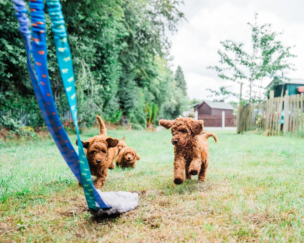 Three puppies playing with a Tug-E-Nuff chaser toy in a grassy yard.