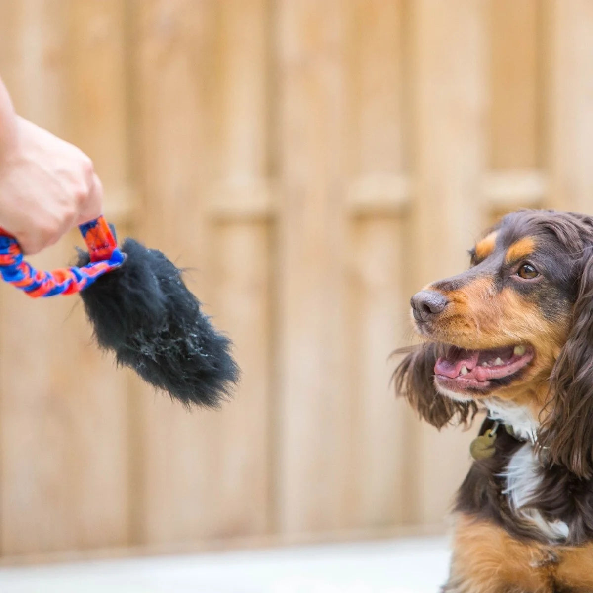 Spaniel waiting to play tug with person holding orange pocket magnet sheepskin tug toy.