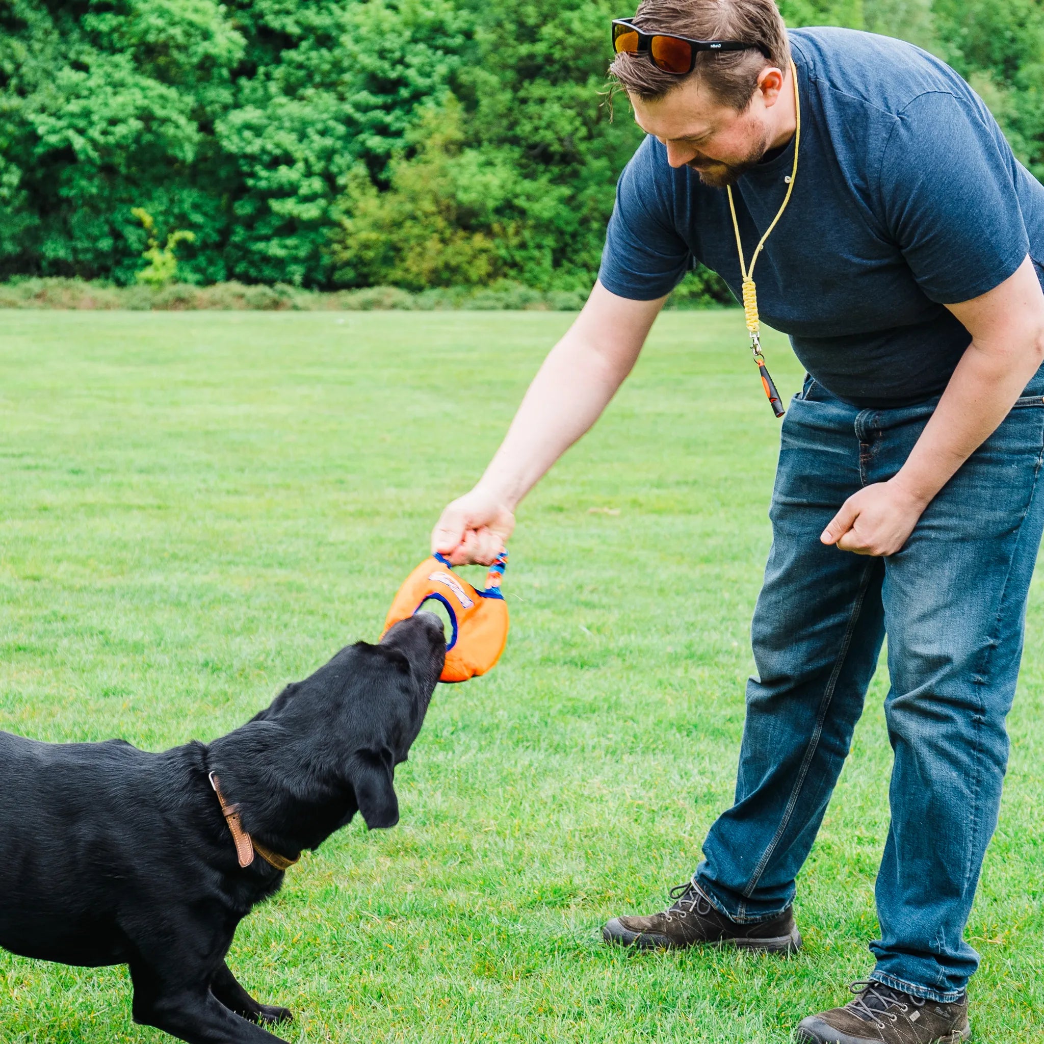 Tug-E-Nuff Aero-Tug Dog Frisbee - Black Labrador Playing Tug in the Park