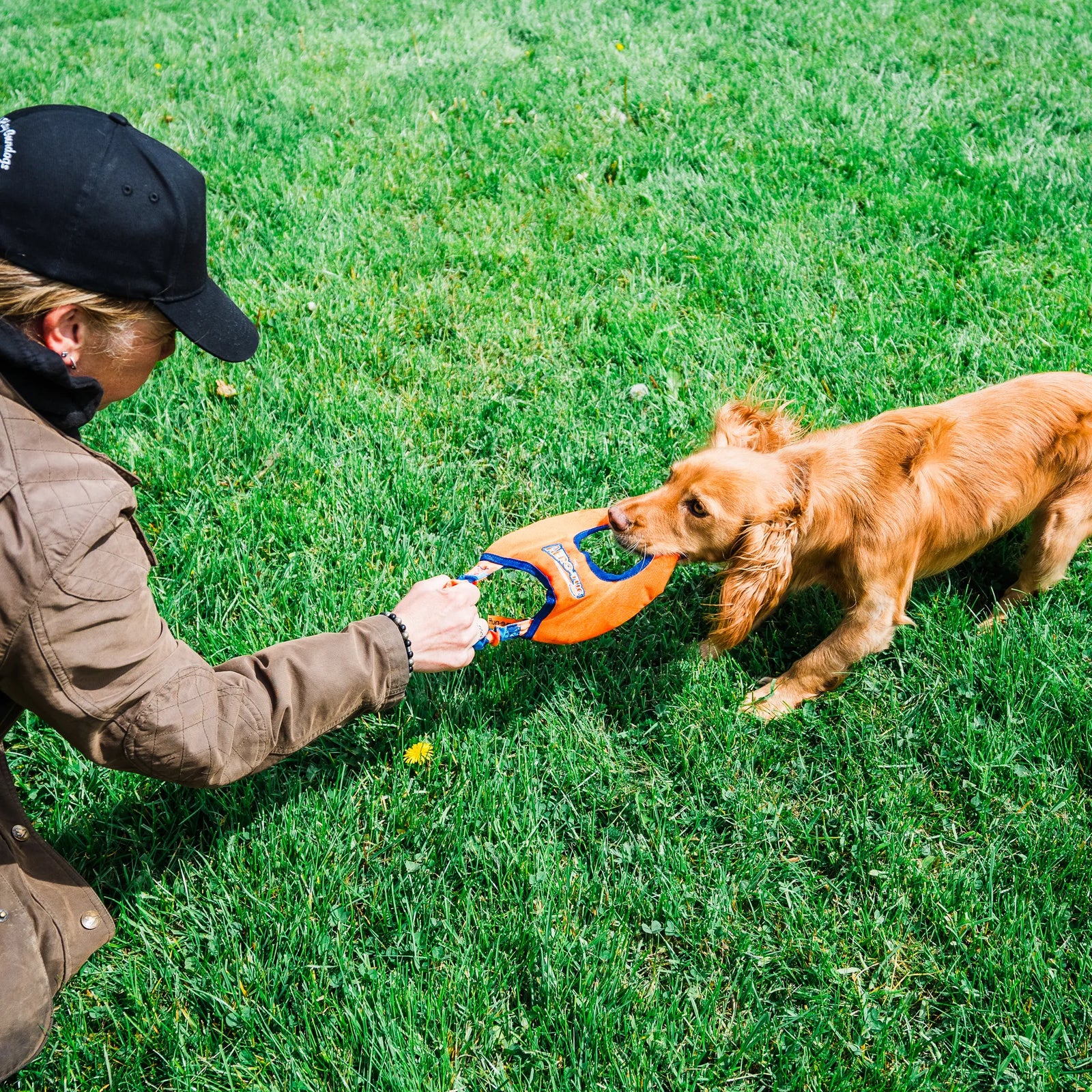 Tug-E-Nuff Aero-Tug Dog Frisbee - Cocker Spaniel Playing Tug of War