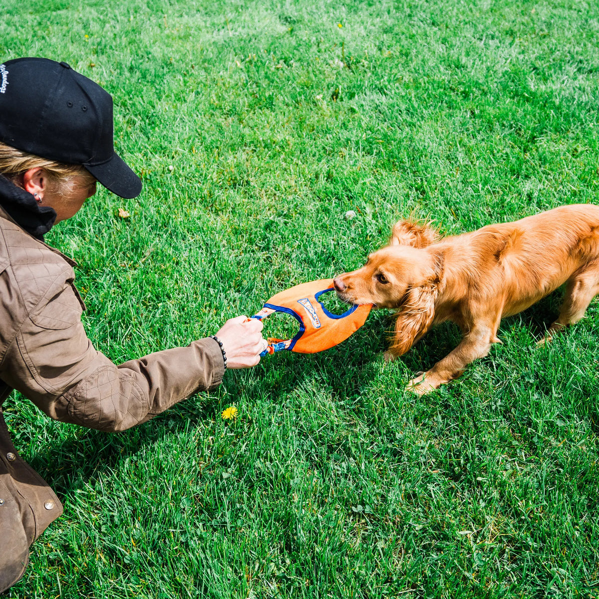 Tug-E-Nuff Aero-Tug Dog Frisbee - Cocker Spaniel Playing Tug of War