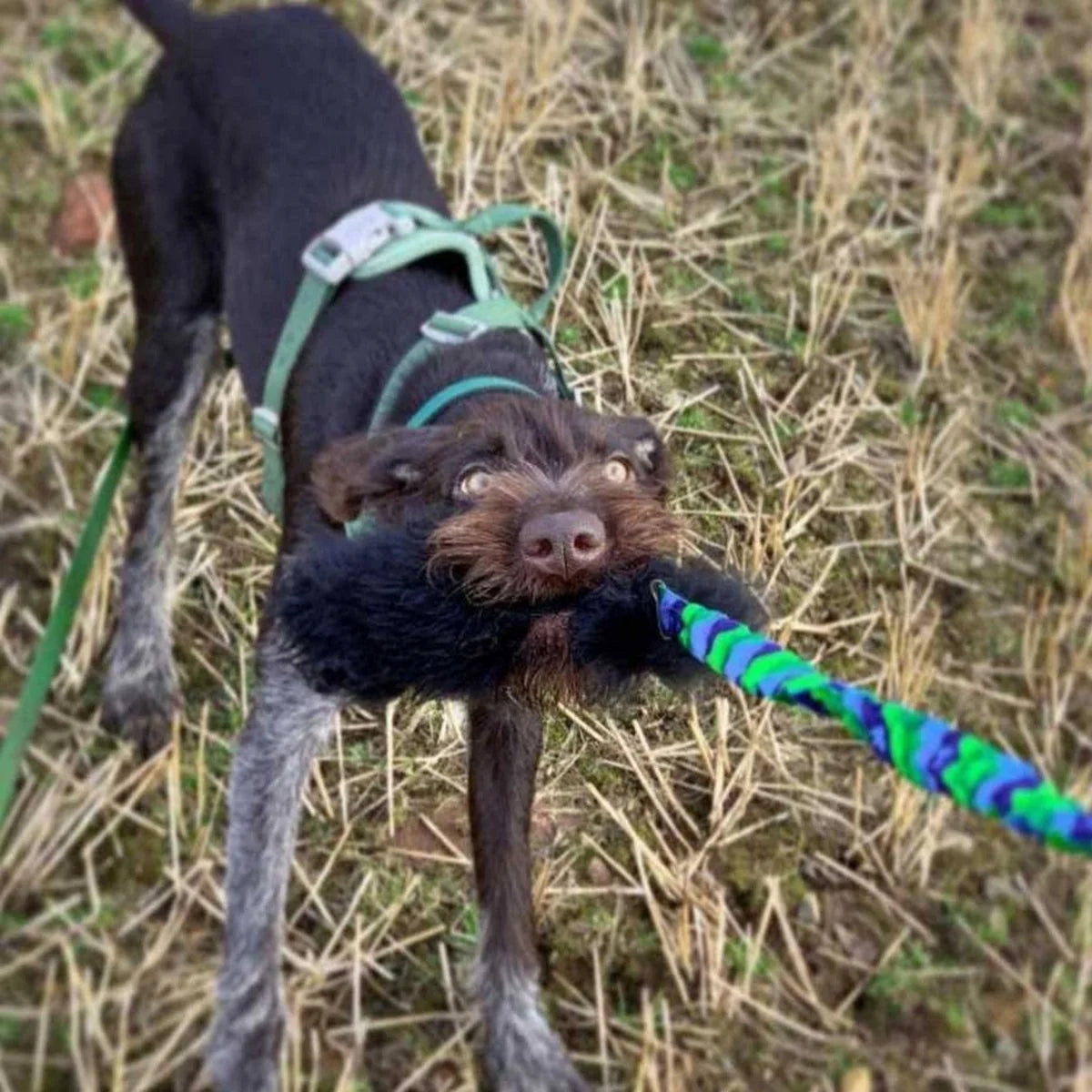 Dog playing tug with Sheepskin Wondabaa Bungee with green handle outside