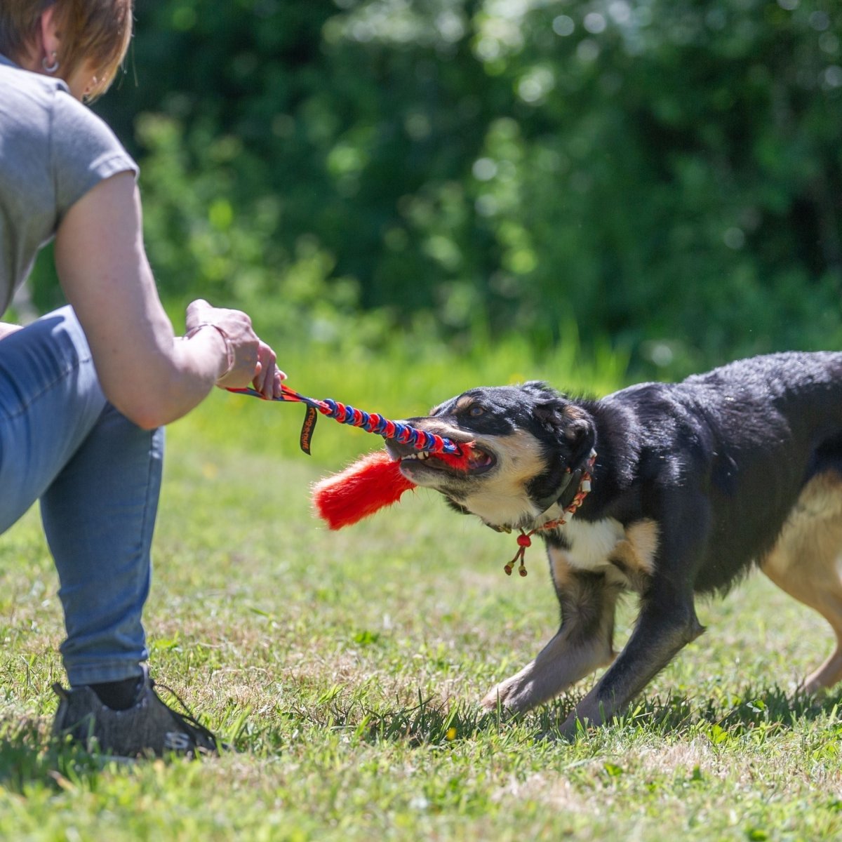 Collie Dog playing Tug with Tug on Grass