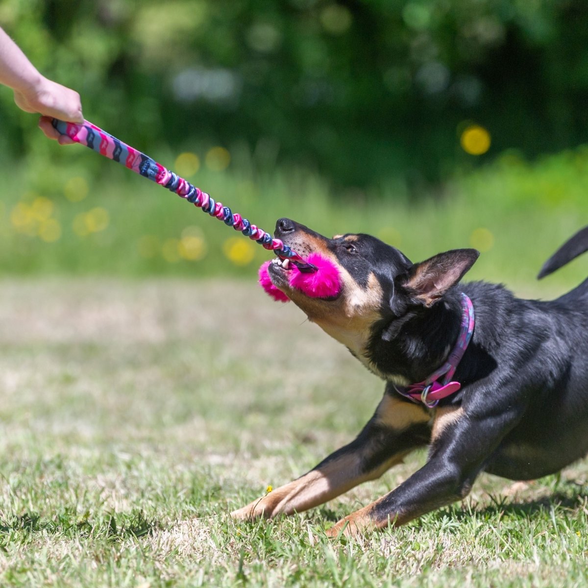 Dog playing Tug with Pink Bright Fauxtastic Tug.